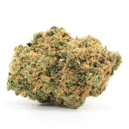 White 99 cannabis strain