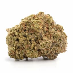 The Guice cannabis strain