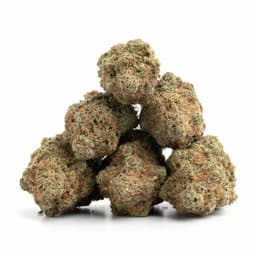Night Nurse cannabis strain