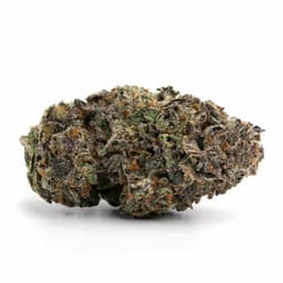 Chemical Cookies cannabis strain