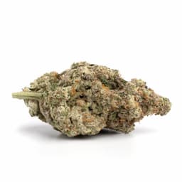 9 Pound Hammer cannabis strain
