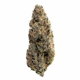 Throwback Kush cannabis strain