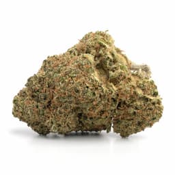 Bio Diesel cannabis strain