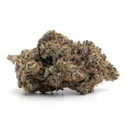 Bio Jesus cannabis strain