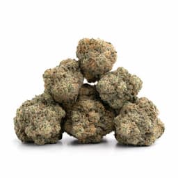 Black Cherry Cheesecake cannabis strain