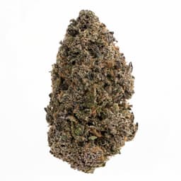 Black Cherry Pie cannabis strain
