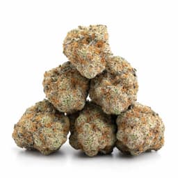 Black Cherry Soda cannabis strain