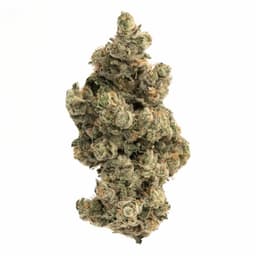 Black Cherry cannabis strain