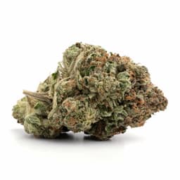 G Stik Orange cannabis strain