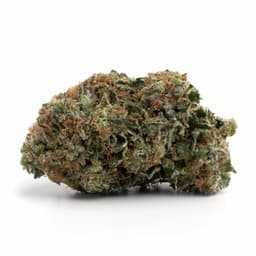 Blackwater cannabis strain