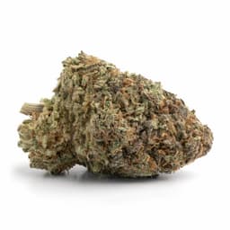Shark Shock cannabis strain