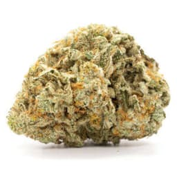 Chocolate OG cannabis strain