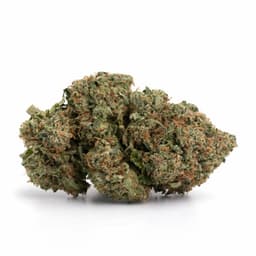 Zummy Bearz #1 cannabis strain