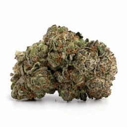 Virtue OG cannabis strain