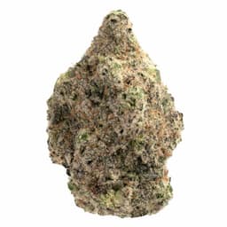 Comatose cannabis strain