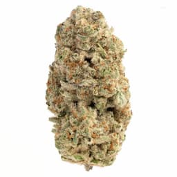 North American Indica cannabis strain