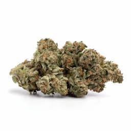 Fortune Cookies cannabis strain