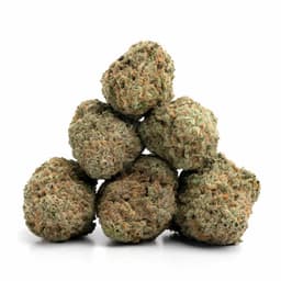 Fruit Loops cannabis strain