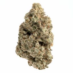 Ruggs Punch cannabis strain