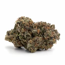 Grape God cannabis strain