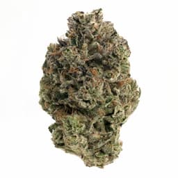 Greasy Pink cannabis strain