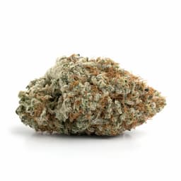 Humboldt OG cannabis strain