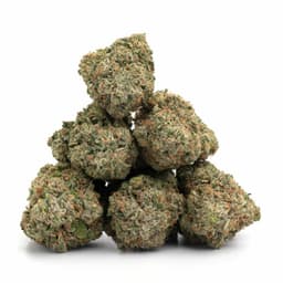 Jack Frost cannabis strain