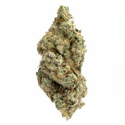 Tropical Sour Kush cannabis strain