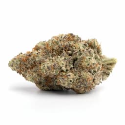Jack Herer cannabis strain