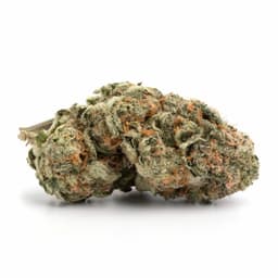 Jack The Ripper cannabis strain
