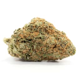 Jungle Cake cannabis strain