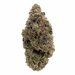 Key Lime Pie cannabis strain