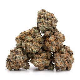 Khalifa Kush cannabis strain
