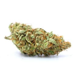 King Kush cannabis strain