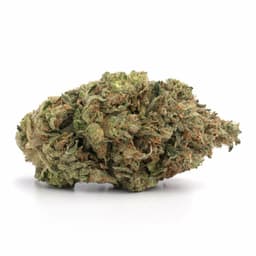 Triple Bodhi cannabis strain