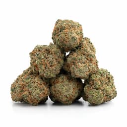 Kiwi Kush cannabis strain