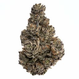 Love Seed cannabis strain