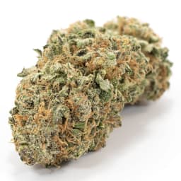 Aceh cannabis strain