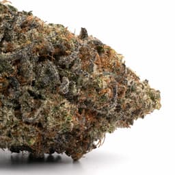 Alien Technology cannabis strain