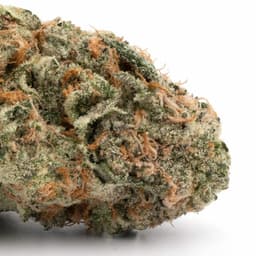 Alpha OG cannabis strain