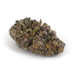 American Kush cannabis strain