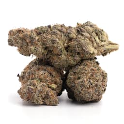 SC X Slymer cannabis strain