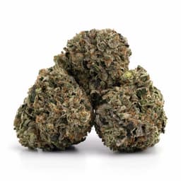 Animal Punch cannabis strain