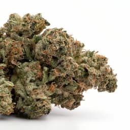 Atlas OG cannabis strain