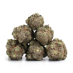 Aztec OG cannabis strain