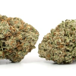 BTY OG cannabis strain