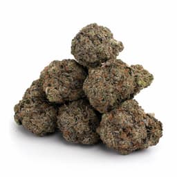 Band Master cannabis strain
