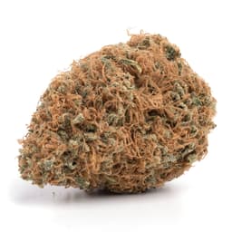 Bangkok Purple cannabis strain