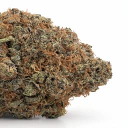 Barbie Kush cannabis strain
