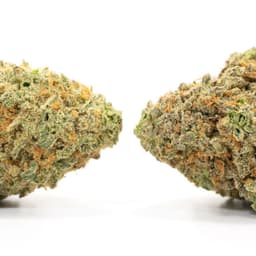 Beetlejuice cannabis strain